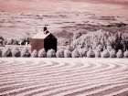 USA-Washington State-Palouse-Harvest lies in field with barn Art Print
